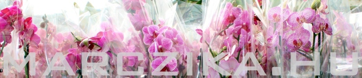 orchidea, viragzo orchidea, phalaenopsis, bimbos, marczika kerteszet erd hungary frissen erkezett ketszaras bimbos viragzo phalaenopsis orchidea marczika orchidea kerteszet erd hungary